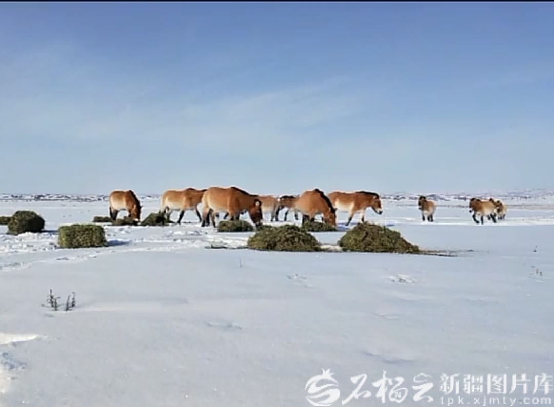 mmexport1768798655430